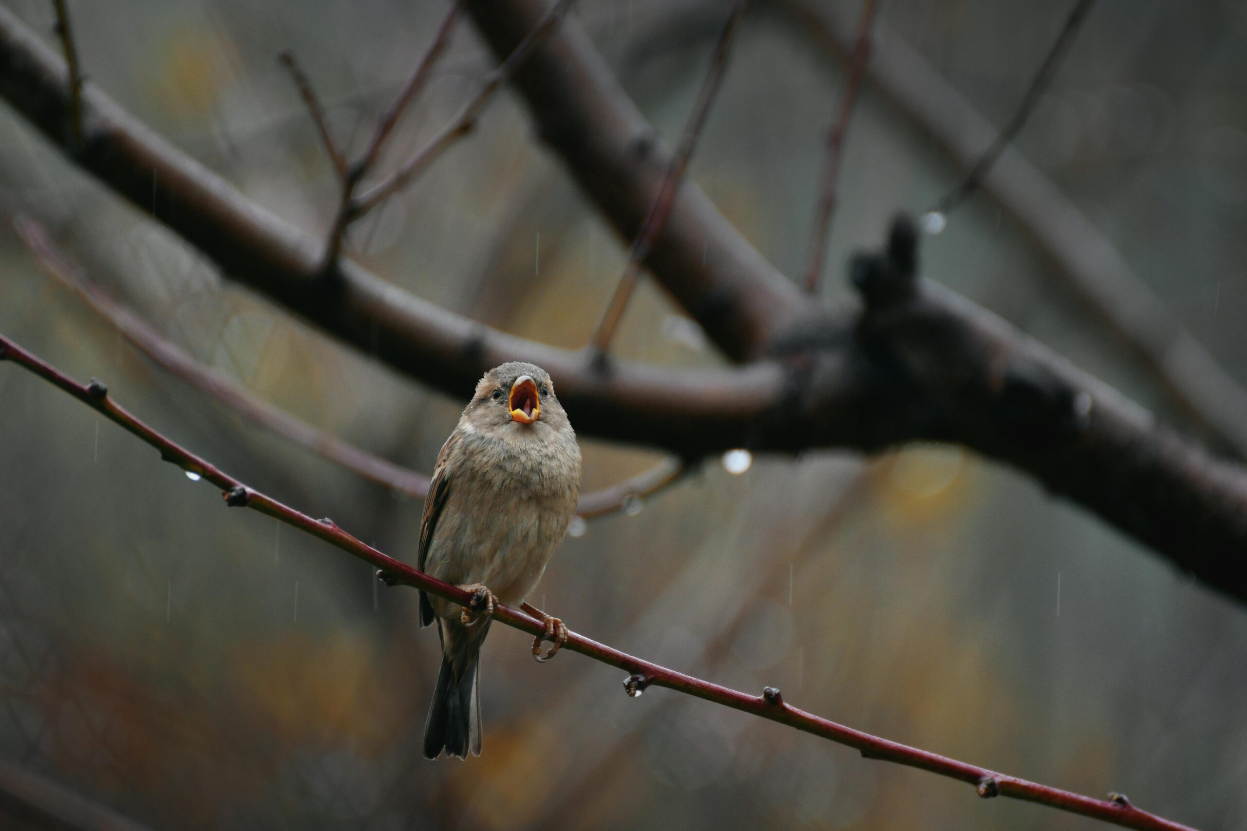 A small songbird with open beak perches on a wet branch during rainfall, showcasing nature's vivid detail.